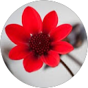 Aesha Jadhav profile picture